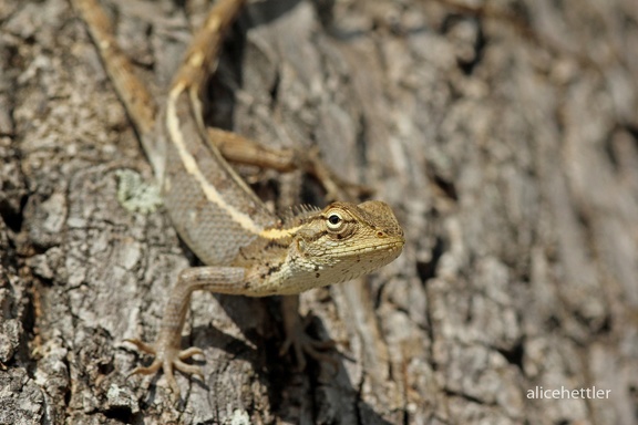 Fan-throated Lizard (Sitana ponticeriana)